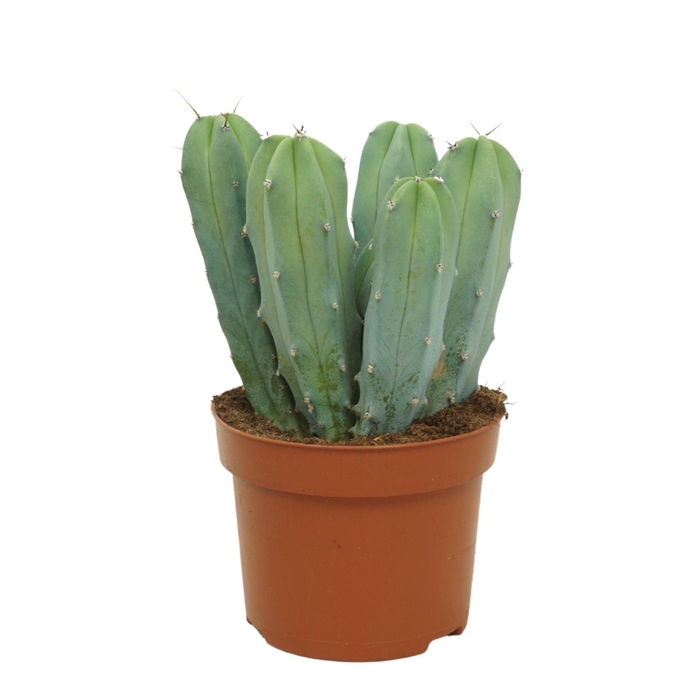 <h4>Cereus</h4>