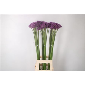 Allium Gladiator X60