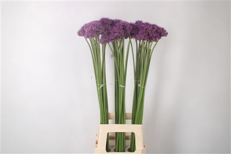 <h4>Allium Gladiator X60</h4>