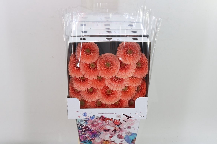 <h4>Ge Mi Pom Gerponi Jive Diamond</h4>