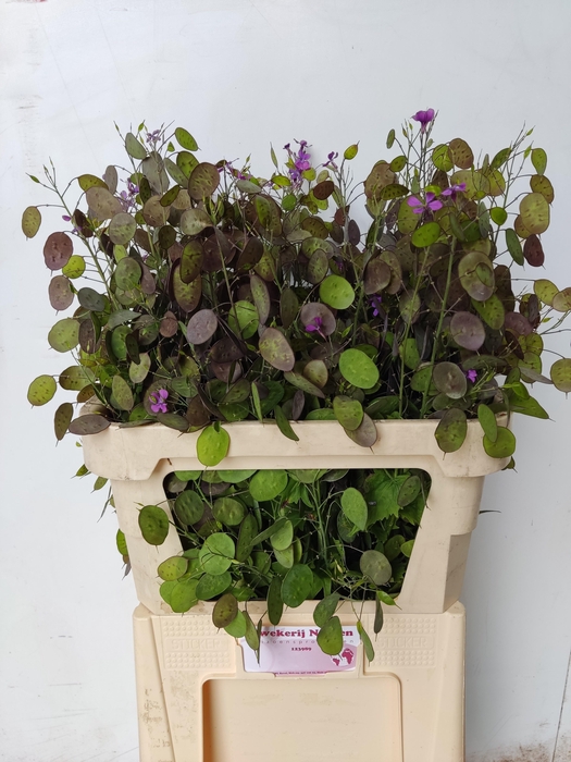 <h4>LUNARIA ANN PAARSE P</h4>