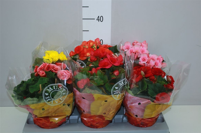 <h4>Begonia Du Gemengd</h4>