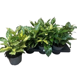 AUCUBA JAPONICA OV
