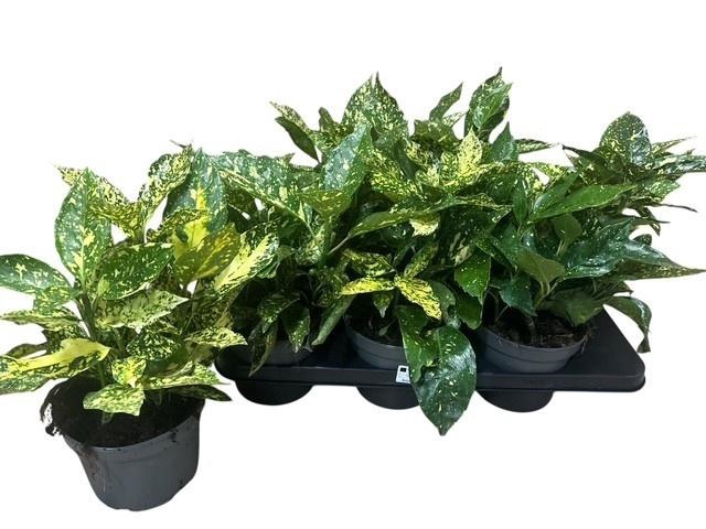 <h4>AUCUBA JAPONICA OV</h4>
