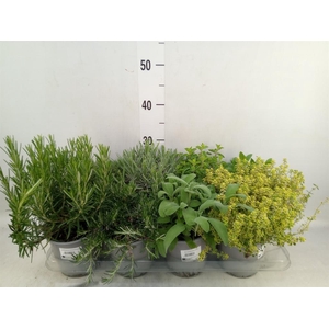 Tuinkruiden   ...mix