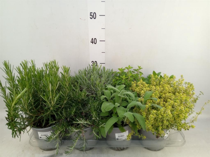 <h4>Tuinkruiden   ...mix</h4>