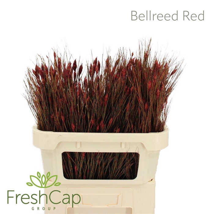 <h4>Bellreed Red</h4>