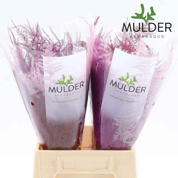 <h4>Asp 1e Klb Love Mix</h4>