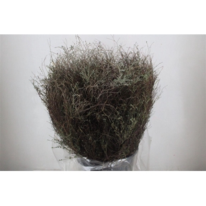 Thym Falso 400gr P Bunch