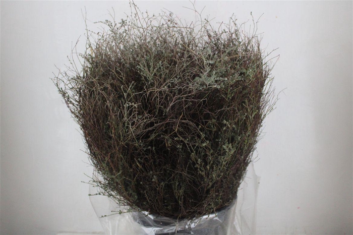 <h4>Thym Falso 400gr P Bunch</h4>