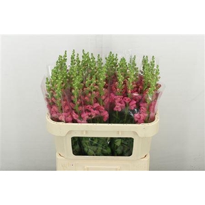 ANTIR AVIGNON ROSE