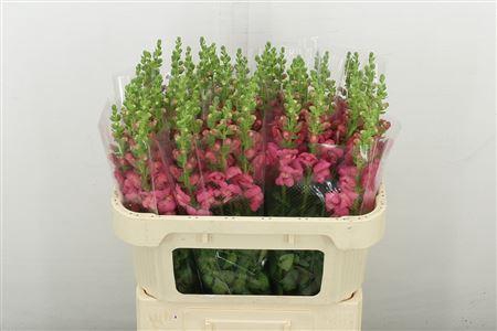 <h4>ANTIR AVIGNON ROSE</h4>