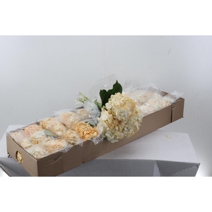 Hydr Marfil Tinted Select Box