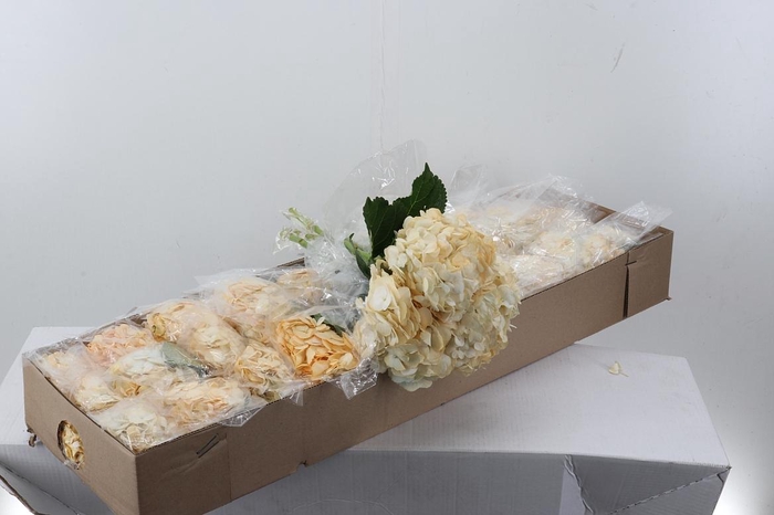 <h4>Hydr Marfil Tinted Select Box</h4>