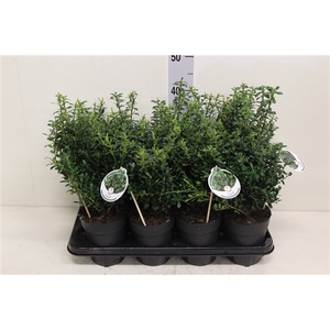 Ilex crenata Luxus P13 H40 potgekweekt