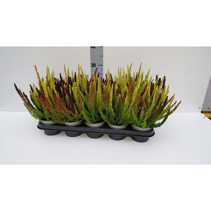 Calluna vulg. 'Skyline'   ...mix 3