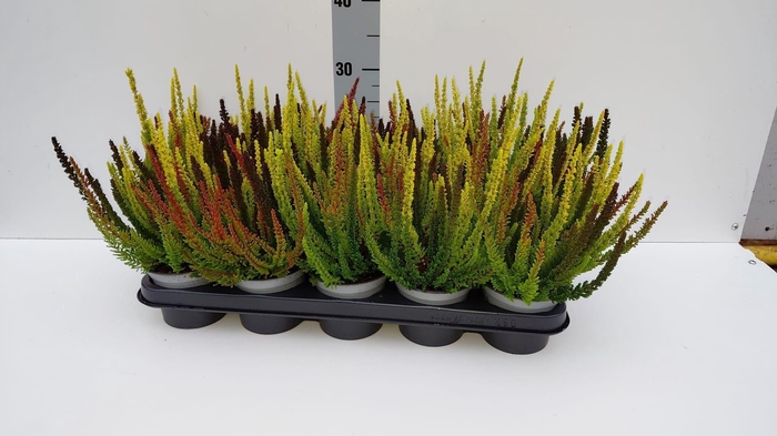 Calluna vulg. 'Skyline'   ...mix 3