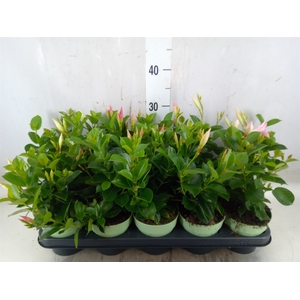 Mandevilla  'Sundavil'   ...mix