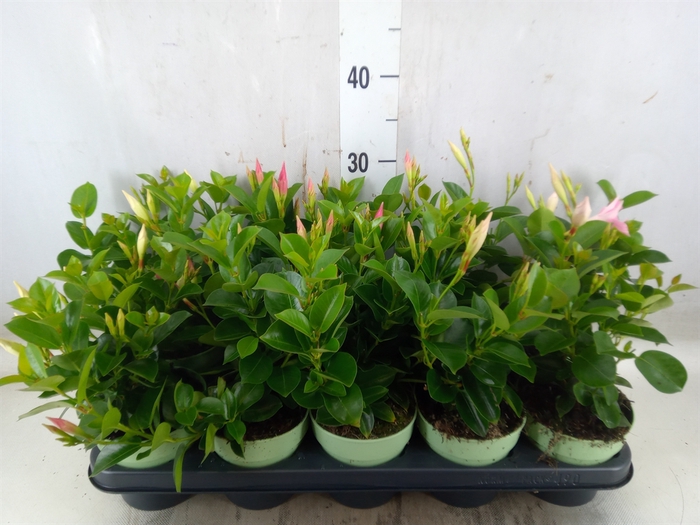 <h4>Mandevilla  'Sundavil'   ...mix</h4>