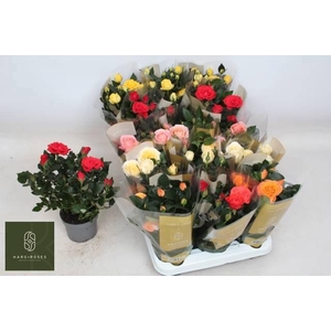 RO KORDAN GRANDE GEM