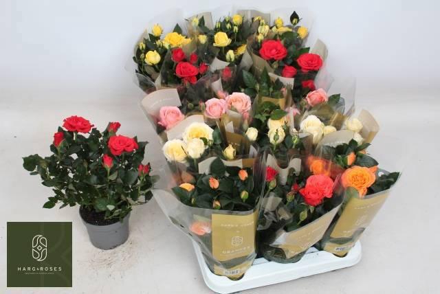 <h4>RO KORDAN GRANDE GEM</h4>