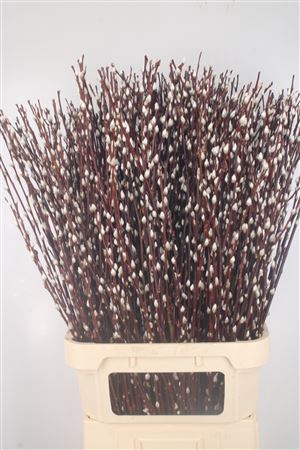 <h4>Salix Magical Silver</h4>