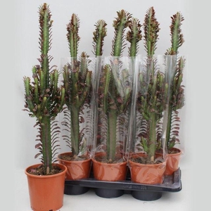 Euphorbia trigona 'Rubra'