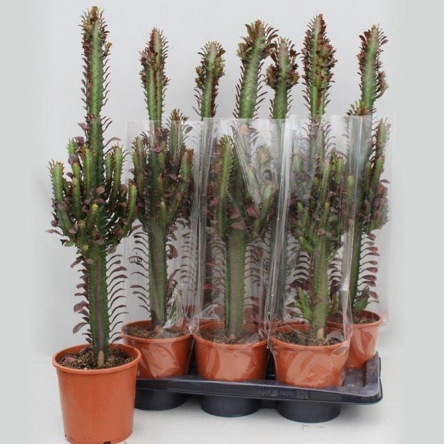 <h4>Euphorbia trigona 'Rubra'</h4>