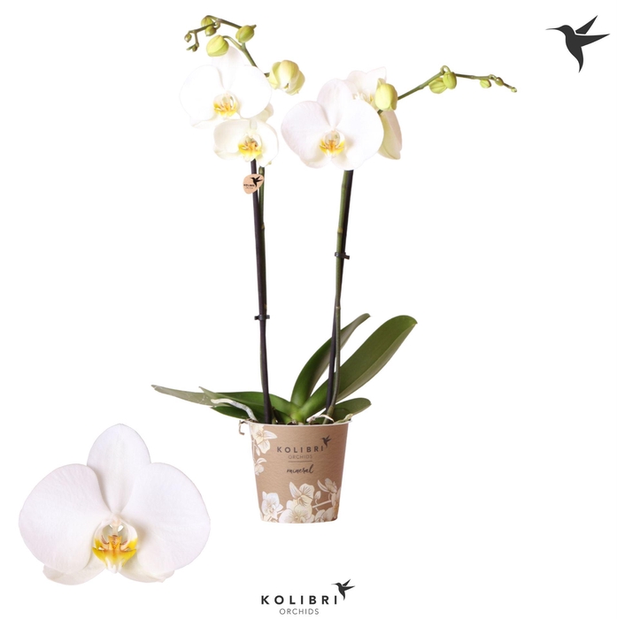 <h4>Phalaenopsis   ...white</h4>