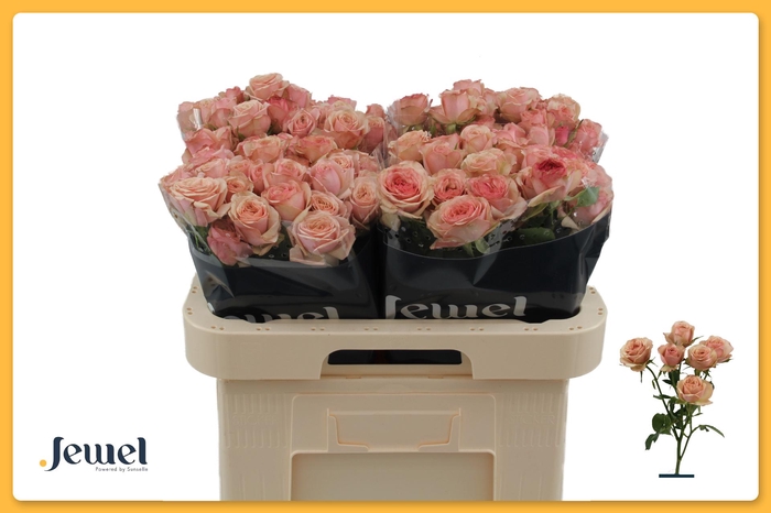 <h4>R TR DESTINI Water</h4>