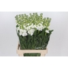 Matthiola Iron White