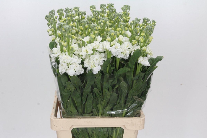 Matthiola Iron White