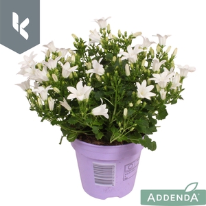 Campanula Ambella Intense White in ton sur ton