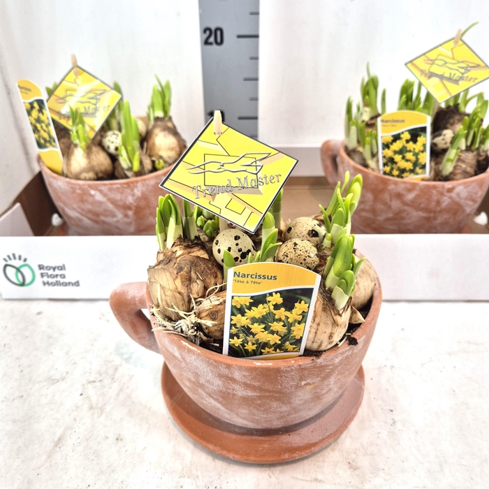 <h4>ARR NARCISSUS</h4>