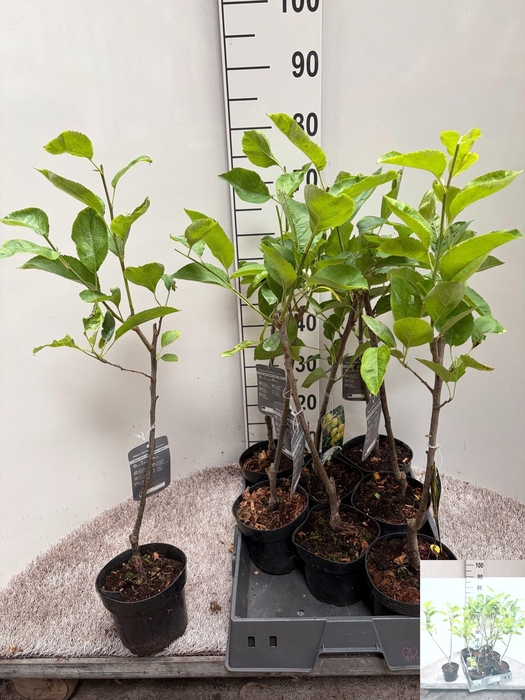 <h4>MALUS D GOLDEN DELIC</h4>