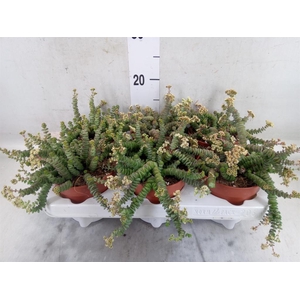 Crassula marnieriana