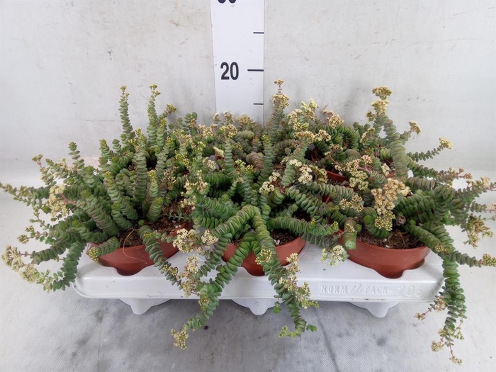 <h4>Crassula marnieriana</h4>