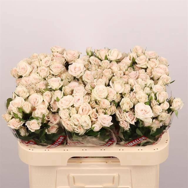 <h4>R TR ROYAL PORCELINA</h4>