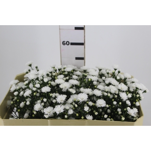 ASTER MARIANA 050 CM