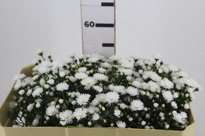 <h4>ASTER MARIANA 050 CM</h4>