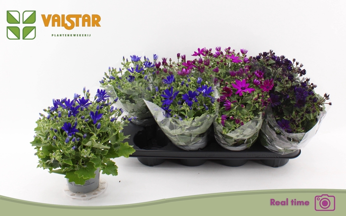 <h4>PERI C MAN GEM</h4>