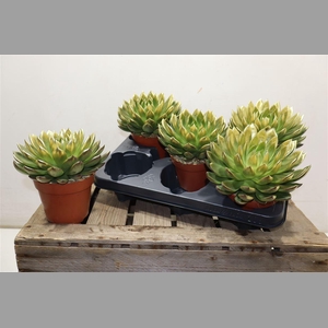 Echev Agav Ami-fiest Paint Gold Tip