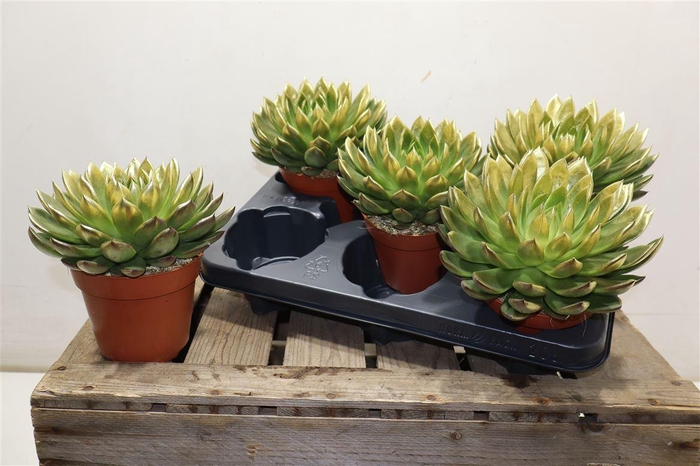 <h4>Echev Agav Ami-fiest Paint Gold Tip</h4>