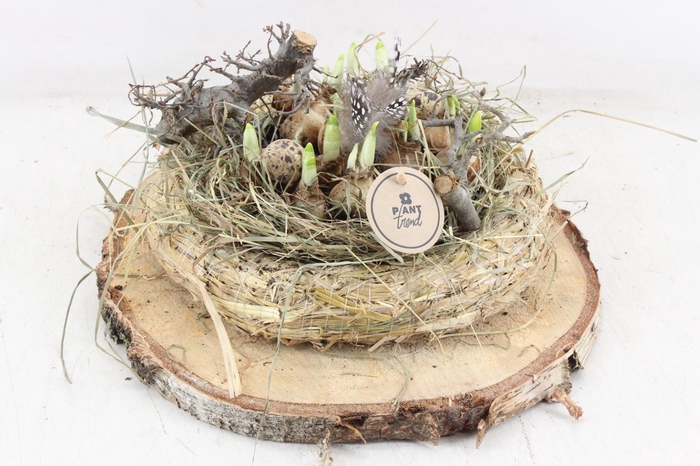 <h4>arr4 Narcis PL - Hout schijf stro krans XL</h4>