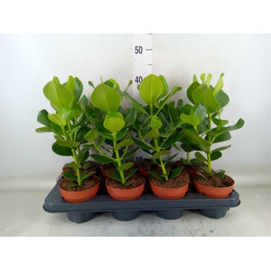 Clusia rosea 'Princess'