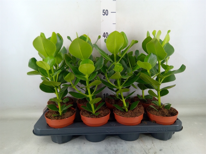 <h4>Clusia rosea 'Princess'</h4>