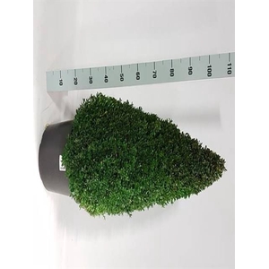 .Buxus semp Pyramide