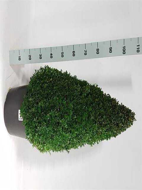 <h4>.Buxus semp Pyramide</h4>