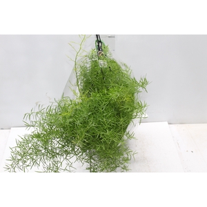 ASPARGO ALFINETE C21