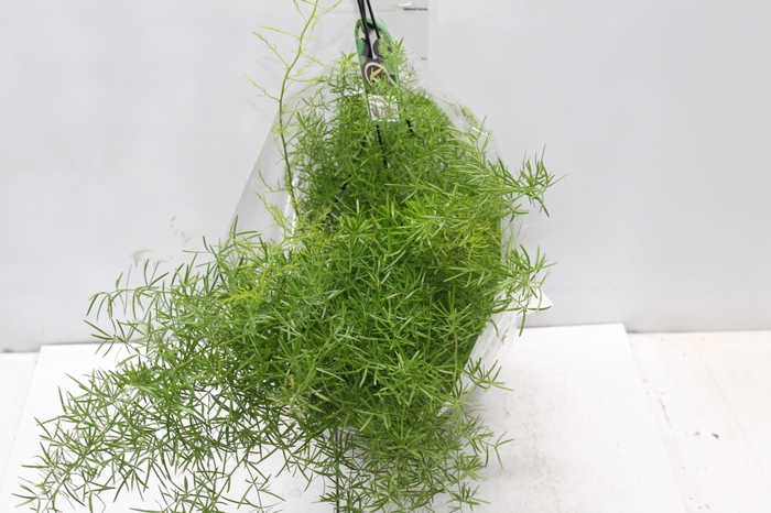 <h4>ASPARGO ALFINETE C21</h4>